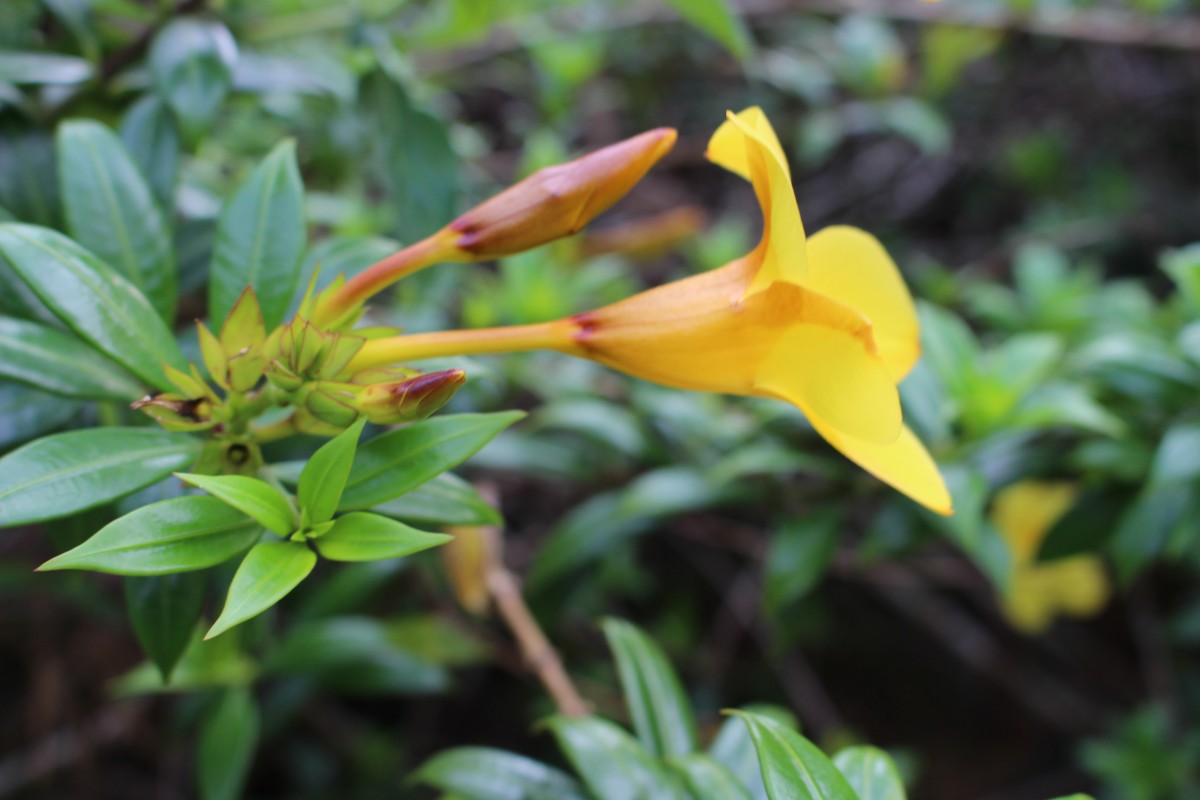 Allamanda cathartica L.